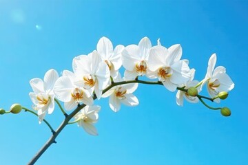 Fototapeta premium Orchid branch with clusters of white flowers and long stems against a bright blue sky, blooms, nature, garden