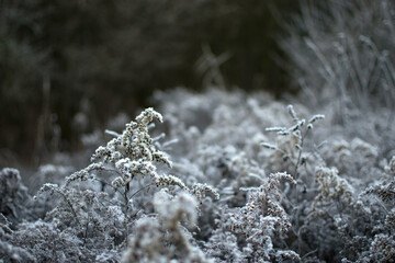 Frozen Plants during Winter