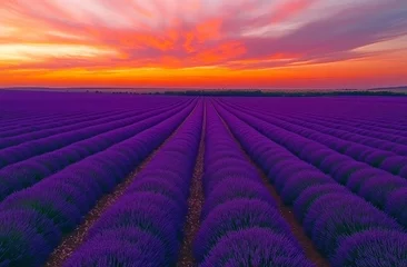 Selbstklebende Fototapeten Vibrant sunset over rows of purple lavender flowers in a field. © Muhammad
