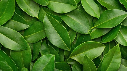 Lush Green Leaf Texture Background Closeup of Vibrant Foliage
