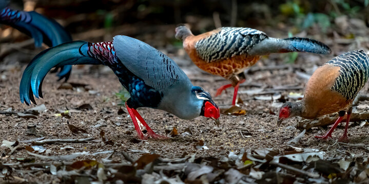 Siamese fireback in Ma Da forest, Vietnam