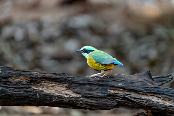 Bar-bellied Pitta Hydrornis elliotii in Ma Da forest, Dong Nai province, Vietnam