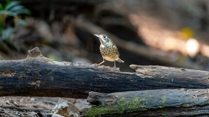 White-throated rock thrush in Ma Da forest, Dong Nai province, Vietnam