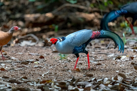 Siamese fireback in Ma Da forest, Vietnam