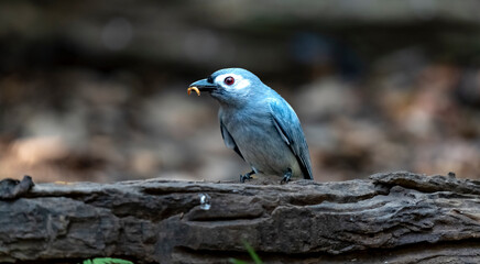 Ashy drongo in Ma Da forest, Dong Nai province, Vietnam