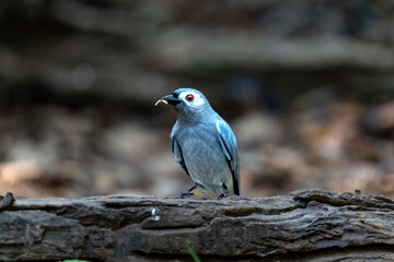 Ashy drongo in Ma Da forest, Dong Nai province, Vietnam