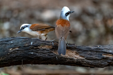 White-crested laughingthrush in Ma Da forest, Dong Nai province, Vietnam