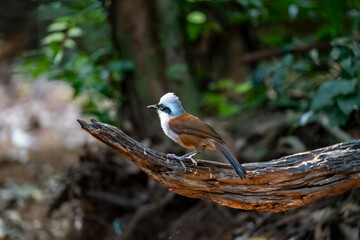 White-crested laughingthrush in Ma Da forest, Dong Nai province, Vietnam
