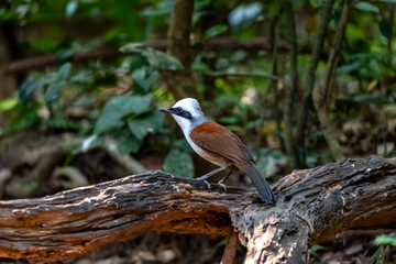 White-crested laughingthrush in Ma Da forest, Dong Nai province, Vietnam