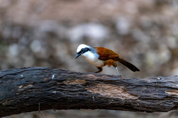 White-crested laughingthrush in Ma Da forest, Dong Nai province, Vietnam