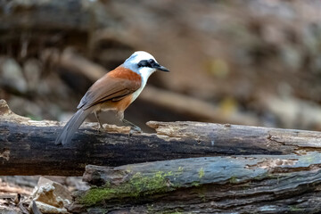 White-crested laughingthrush in Ma Da forest, Dong Nai province, Vietnam