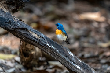 Tickell's blue flycatcher in Ma Da forest, Dong Nai province, Vietnam,