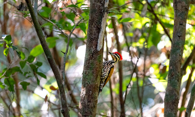 Common flameback in Ma Da forest, Dong Nai province, Vietnam