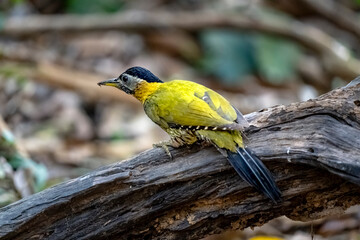 Common flameback in Ma Da forest, Dong Nai province, Vietnam