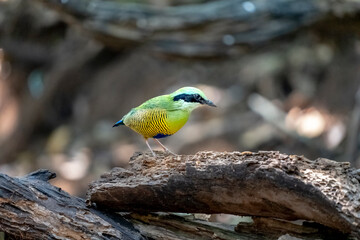 Bar-bellied Pitta Hydrornis elliotii in Ma Da forest, Dong Nai province, Vietnam
