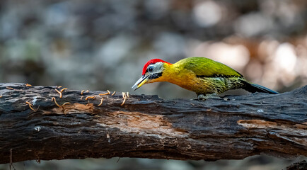 Common flameback in Ma Da forest, Dong Nai province, Vietnam