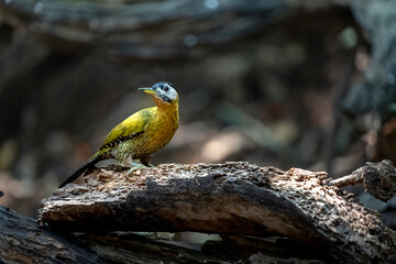 Common flameback in Ma Da forest, Dong Nai province, Vietnam