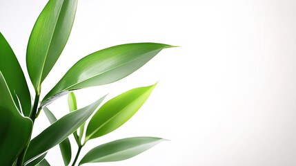 Vibrant Green Leaves Fresh Spring Nature Botanical Plant Life