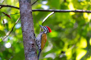 Common flameback in Ma Da forest, Dong Nai province, Vietnam