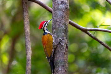 Common flameback in Ma Da forest, Dong Nai province, Vietnam