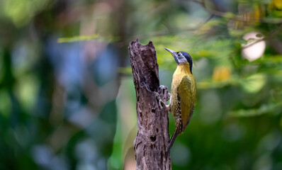 Common flameback in Ma Da forest, Dong Nai province, Vietnam