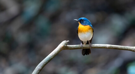 Tickell's blue flycatcher in Ma Da forest, Dong Nai province, Vietnam,
