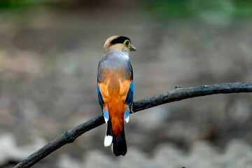 Eurylaimidae bird in Ma Da forest, Dong Nai province, Vietnam,
