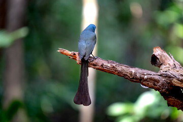 Racket-tailed treepie in Ma Da forest, Dong Nai province, Vietnam