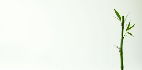 Naklejka premium Tall bamboo stalk isolated on white background, organic, solitary