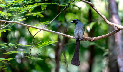 Racket-tailed treepie in Ma Da forest, Dong Nai province, Vietnam