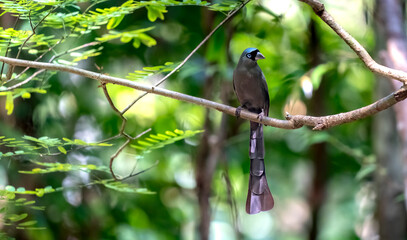 Racket-tailed treepie in Ma Da forest, Dong Nai province, Vietnam