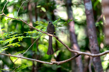 Racket-tailed treepie in Ma Da forest, Dong Nai province, Vietnam