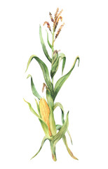 Corn plant. Golden maize plant stalk with corncob, flowers and green leaves, husks. Watercolor clipart. Realistic hand painting isolated from background illustration for food, agricultural product. © Bartol_art