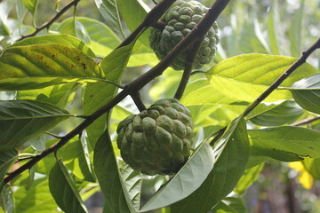 Srikaya fruit leaves can be a traditional medicine for lowering cholesterol