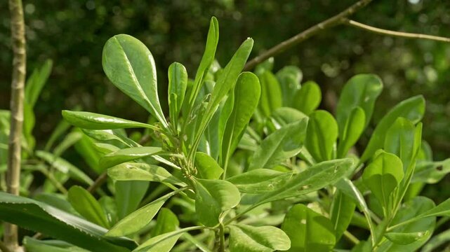 Discover vibrant green leaves thriving in a tropical forest. The sunlight filters through the canopy, illuminating the rich diversity of plant life, creating a serene atmosphere.