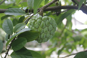 Srikaya fruit leaves can be a traditional medicine for lowering cholesterol