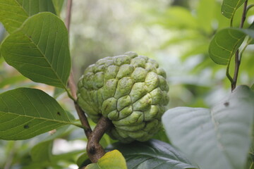 Srikaya fruit leaves can be a traditional medicine for lowering cholesterol