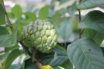 Srikaya fruit leaves can be a traditional medicine for lowering cholesterol