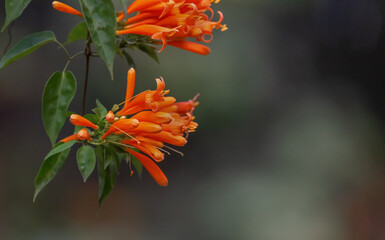Natural background of orange vine flowers. Useful for designing and background purposes.