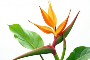 Tropical flower heliconia in full bloom on white background, botanical, green, tropical