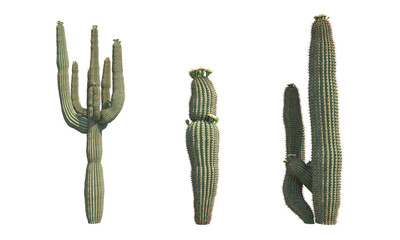 Saguaro catus png alpha channel cactus set front view