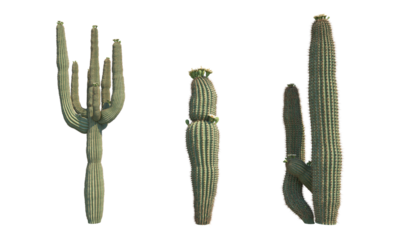 Saguaro catus png alpha channel cactus set front view