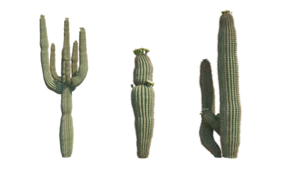 Saguaro catus png alpha channel cactus set front view