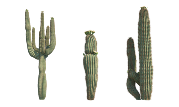 Saguaro catus png alpha channel cactus set front view