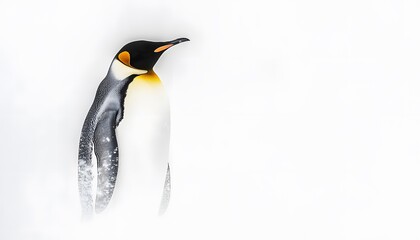 Obraz premium Majestic King Penguin Against White Background