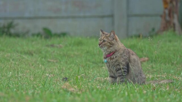 A curious cat stalks a mouse across a vibrant green lawn. The feline pauses stealthily, observing its surroundings before pouncing. This thrilling hunt unfolds under clear skies.