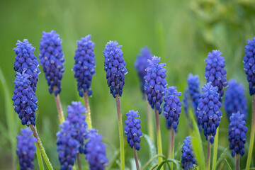 spring blue flowers in drops of dew on a green meadow. Muscari flowers