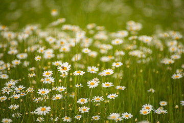 field with daisies. beautiful view without sun. calm light