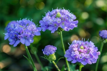 Fototapeta premium Purple pincushion flowers are blooming in a summer garden, adding a touch of vibrant color to the natural landscape