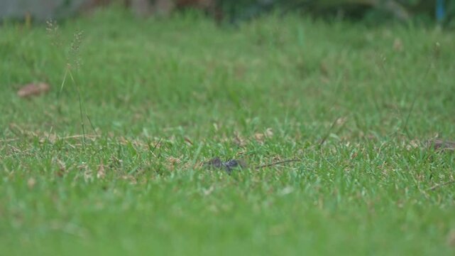 A playful cat cautiously stalks a mouse, blending into the lush green grass. The hunt unfolds as the cat prepares to pounce in this lively outdoor setting, showcasing nature's instinct.